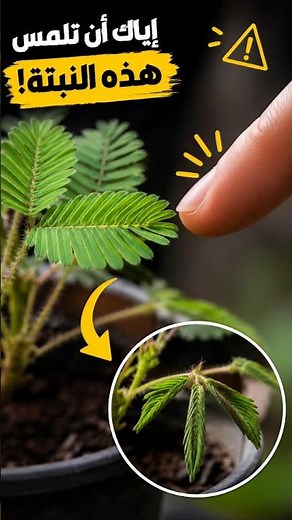 Don't touch this plant! | See what happens when you touch Mimosa pudica 😱 The shy plant 🌿