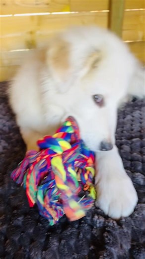 AÏTO : Le Petit Chiot en PLEINE Poussée Dentaire !