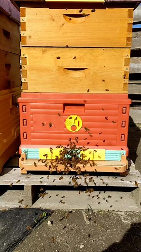 93K views · 4K reactions | Where are the baby bees?  In a bee...