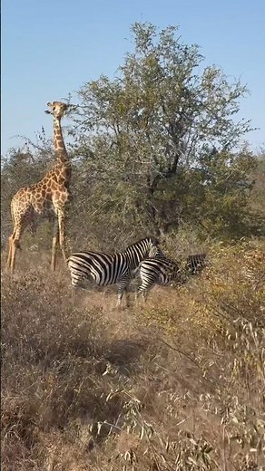 Zebra and Giraffe together 🦒 🦓
