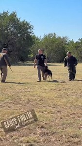 19 reactions | Draco doing great with stops in motion #gsd #czechshepherd #germanshepherd #workingdog #k9 | Dog Training is my Passion | Facebook