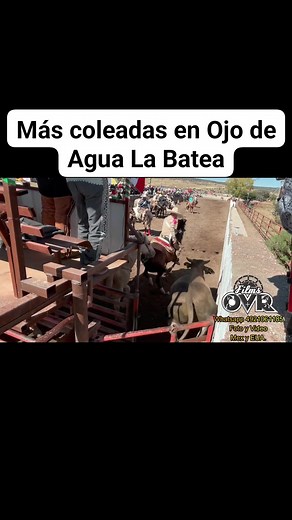 9.1K views · 130 reactions | Más Coleadas de Ojo de Agua La Batea #destacar #de #stacararreriaorgullodemexico #ColeaderoBaile | Ovr Videofilmaciones | Facebook