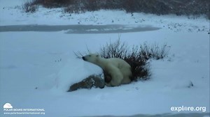 Using a rock for a pillow, a polar bear naps on the tundra near Churchill, Manitoba. | Polar Bears International