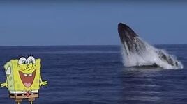 SpongeBob SquarePants - Plankton A Thank You Would Be Nice (BBC Earth)