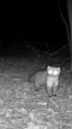 European polecat and beech martens 🌙🌲 #nature #wildlife #trailcam #animals #forest