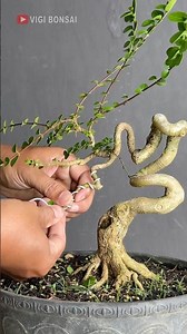 This Tree Movement Is Very Beautiful and Enchanting