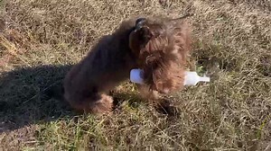 27 reactions | Briar’s making good progress! #pudelpointer #buildingbetterdogs | LouterCreek Hunting Poodles | Facebook