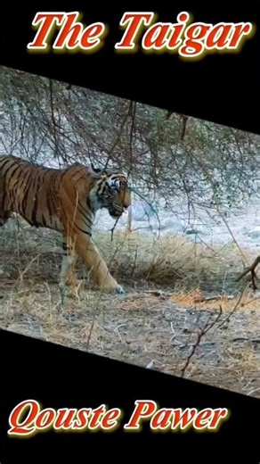 Tiger Mindset | Stay Silent, Stay Strong, Strike at the Right Time 🐅🔥