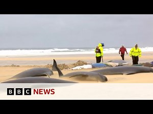 Mass stranding leaves entire pod of 55 pilot whales dead - BBC News