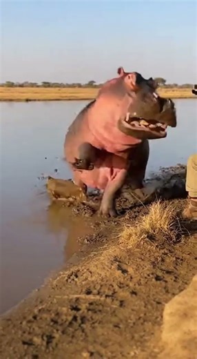 Hippo’s Fart = Instant KO 😵💨하마 방귀 한 방에 기절한 하이 Unbelievable Power #Wildlife #Nature #Animals