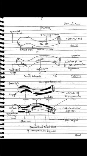 short notes of clavicle #anatomy #physiotherapy #doctor #physicaltherapy #aiims #nursing