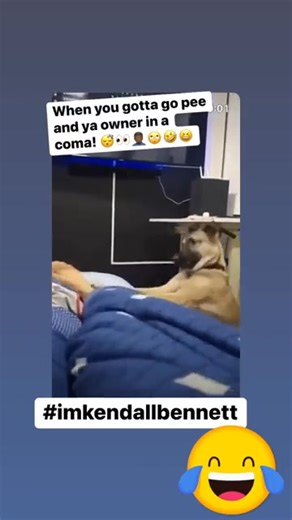 8.1K views · 124 reactions | “I Gotta Go Pee” 酪 #funnypets #funnyvideos #southmemphiscomedy | South Memphis Comedy | Facebook