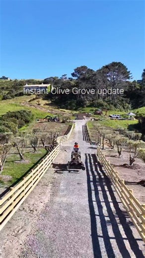 Few months ago we posted the development of an instant Olive grove. So amazing to watch it develop. Looking fantastic!! #landscapearchitecture #olive #landscapernz #gardeninspiration #landscaper #gardenideas | Black Bridge Big Tree Nurseries NZ