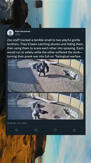 DescriptionPrank War Escalates as Gorillas DeploySkunks#shorts