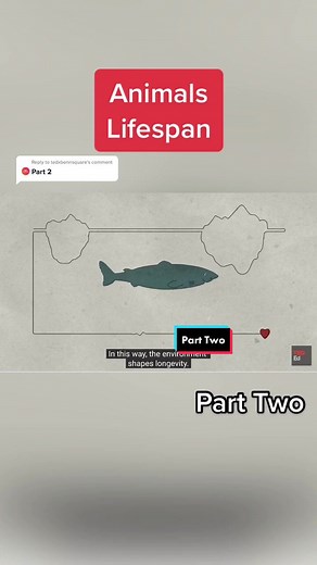 Reply to @tedxbonnsquare Why do animals have such different life spans? - Joao Magalhaes #tededvids #JDVaporMaxShuffle #lifespan #animals