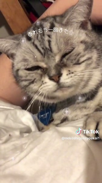 おやつ美味すぎて寝ちゃう！😆 #猫のいる暮らし #ケリーちゃん #チュール #寝る