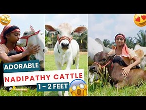 Goshala over view 😘 shortest cows breed below 2 feet height #youtube #viral #reels #miniature #trend