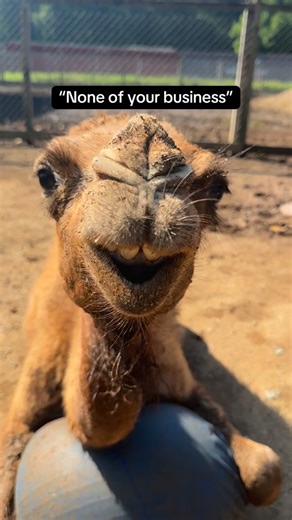 Darby Acres Farm and Safari on Instagram: "Camels are funny in general… but Howie really is the main character! Come meet him at Darby Safari and hear all he has to say, he’s very opinionated. #charlottenc #viralvideo #funnyanimals #trending #reelsvideo"