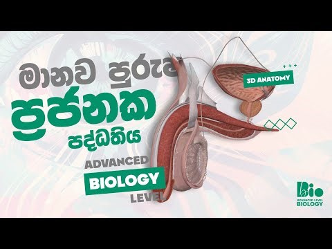 පුරුෂ ප්‍රජනක පද්ධතිය | Male reproductive system | 3D Anatomy | Sinhala | A/L | Bhagya S Jayasekara