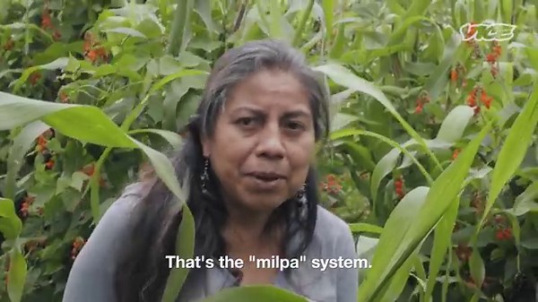 Saving Mexico’s Native Beans from Extinction
