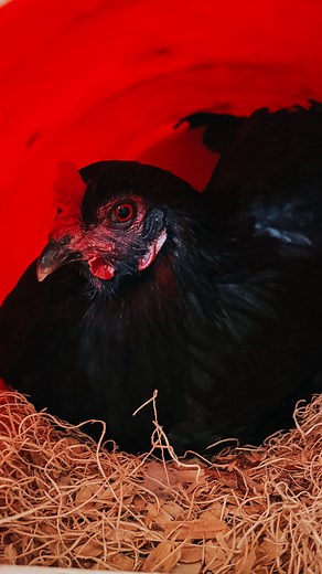 Think all chicken feed is the same? Not so fast! Starting your chicks on layer feed too early can cause big problems down the road. Baby chicks have different nutritional needs than laying hens. Layer feed is high in calcium to support egg production, but that extra calcium can damage your chicks’ kidneys and stunt their growth. 👉 Start them on a starter or grower feed first with around 18–20% protein and lower calcium. Then switch to layer feed only once they’re about 18–20 weeks old and you s