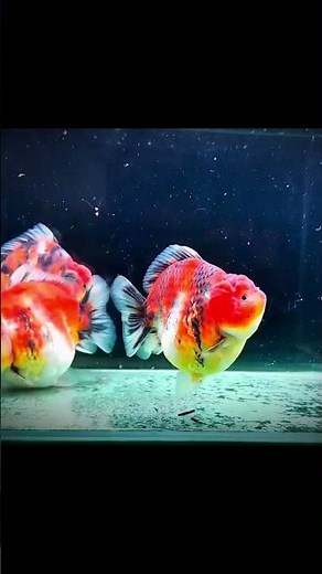 Tranquil Goldfish 🐟 | Relaxing Tank Scene #goldfish #relaxing #aquarium