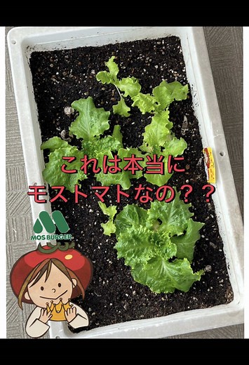 トマトの種の正体は？モスの日の謎