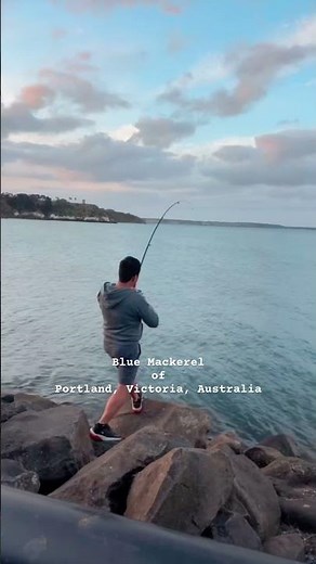 From Sea To Plate, Mackerel Fishing in Portland, Australia #campingaustralia #landbasedfishing