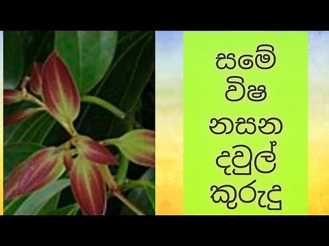 දවුල් කුරුදු/daul kurudu/neolitsea cassia/#ishan #/#medicinal #