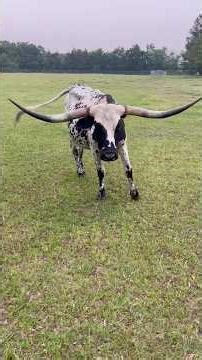 Severe weather means new babies on the ranch #cow #baby #animals #farm #shortsfeed