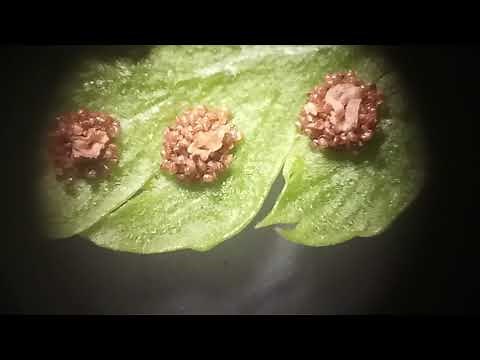 ¿Cómo se reproducen los HELECHOS?