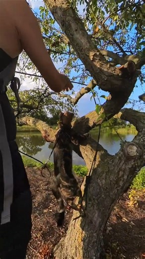 Kimahri Gets His Leash Tangled In A Tree At Cox Arboretum #metropark #bengalcat #nature