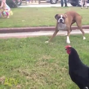 WTF Crazy chicken :o | Top FAIL