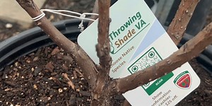 Throwing Shade program offers discounts on trees, shrubs native to Virginia