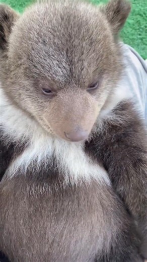 "Up close and wild… right here in the zoo! 🐅🦏🦁 Discover the beauty and power of wildlife safely. #ZooAdventure #WildEncounters" Tags: #ZooLife #WildAnimals #AnimalLovers #Tiger #Elephant #Leopard #BirdsOfPrey #Predator #AnimalKingdom #WildlifePhotography #ZooTrip #UpCloseWithAnimals #NatureAtTheZoo #AnimalEncounters #LearnFromWildlife | Will Lim
