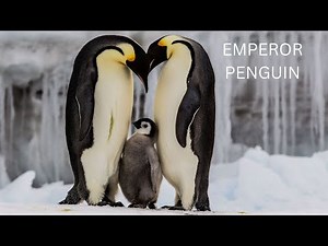 Emperor Penguin 10 Amazing Facts