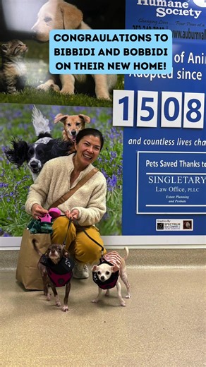 We are sooo happy for these two bonded chih chihs and their new family! Thank you for adopting! #animalshelter #explore #gotchaday