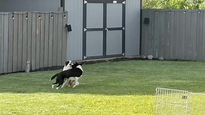 Happy National Border Collie Day! WBCR has successfully placed over 1100 Border Collies in our time, and each one stayed at a foster home before being adopted. That reminded us just how important fostering is to our rescue (like we ever forgot!) Foster homes are the only way we can bring a new dog into our rescue. A foster home not only frees that dog from the shelter, but it also frees up the shelter to take in an additional dog they wouldn't otherwise be able to. This is a video of Angel (the 