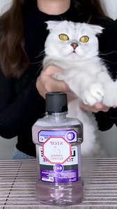 35K views · 751 reactions | STOP ANIMAL TESTING #stopanimaltesting #saveanimals #animallivesmatter #awareness | Catflix & Chill | Facebook