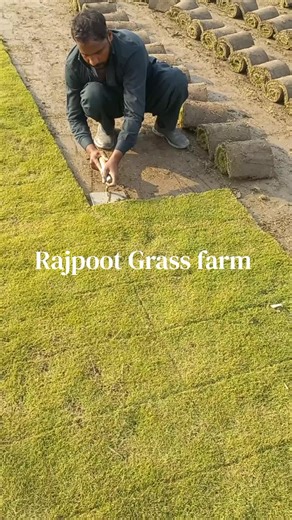 Allhamdulillah. Beautiful Korean carpet Grass cropping in my farm. Delivery All available across in Pakistan. #trendingvideo #1millionviews #Fine_Dhaka #gardening #foruyou