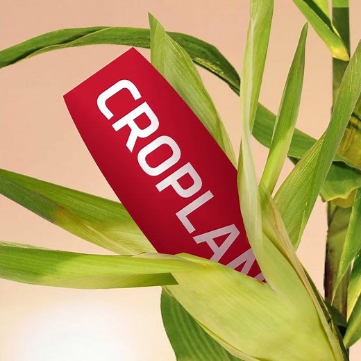 WinField CROPLAN Corn - 2025 - Square