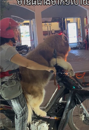A Day in Cambodia with Adorable Dogs