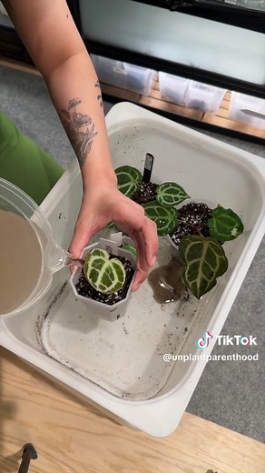 saturday morning plant care 🪴 (yes I look haggard and yes my post partum hairs are a paid actor) #plantchores #plantcare #plantcaretips #houseplants