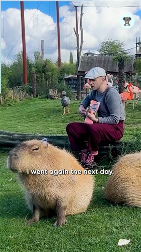 211K views · 7.7K reactions | Man Sings To Animals And They Absolutely Love It! | The Koala | Facebook