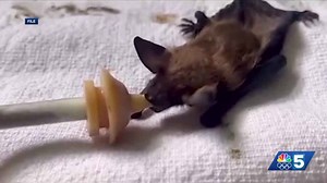 Don't panic: What to do if you find a bat in your house or attic