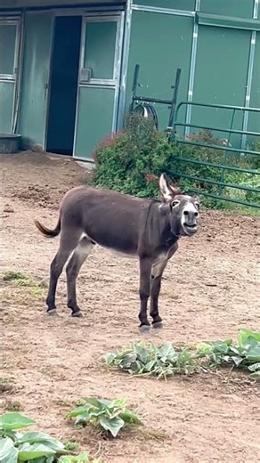 CUTEST DONKEY BRAYING #donkey #homestead #animals