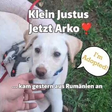 Gestern aus Rumänien angekommen, heute adoptiert ❤️