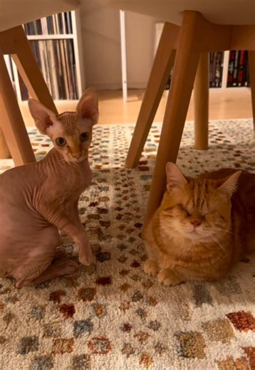 O Que é Matatabi e Como Ele Afeta os Gatos? Veja a Reação!
