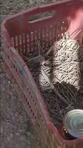 Here we are again 😡😢 They abandoned one more dog in a bad condition Takis Shelter