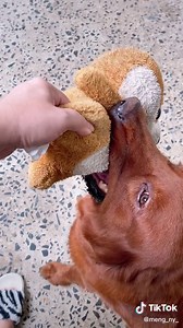 Playful Dogs Enjoying a Stuffed Toy on a Trampoline